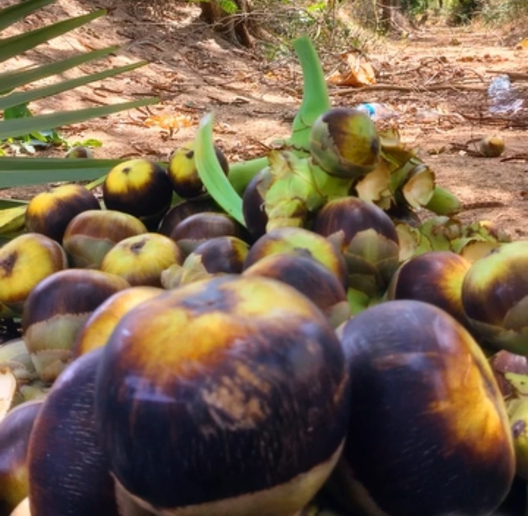 Mithilaipatti heritage